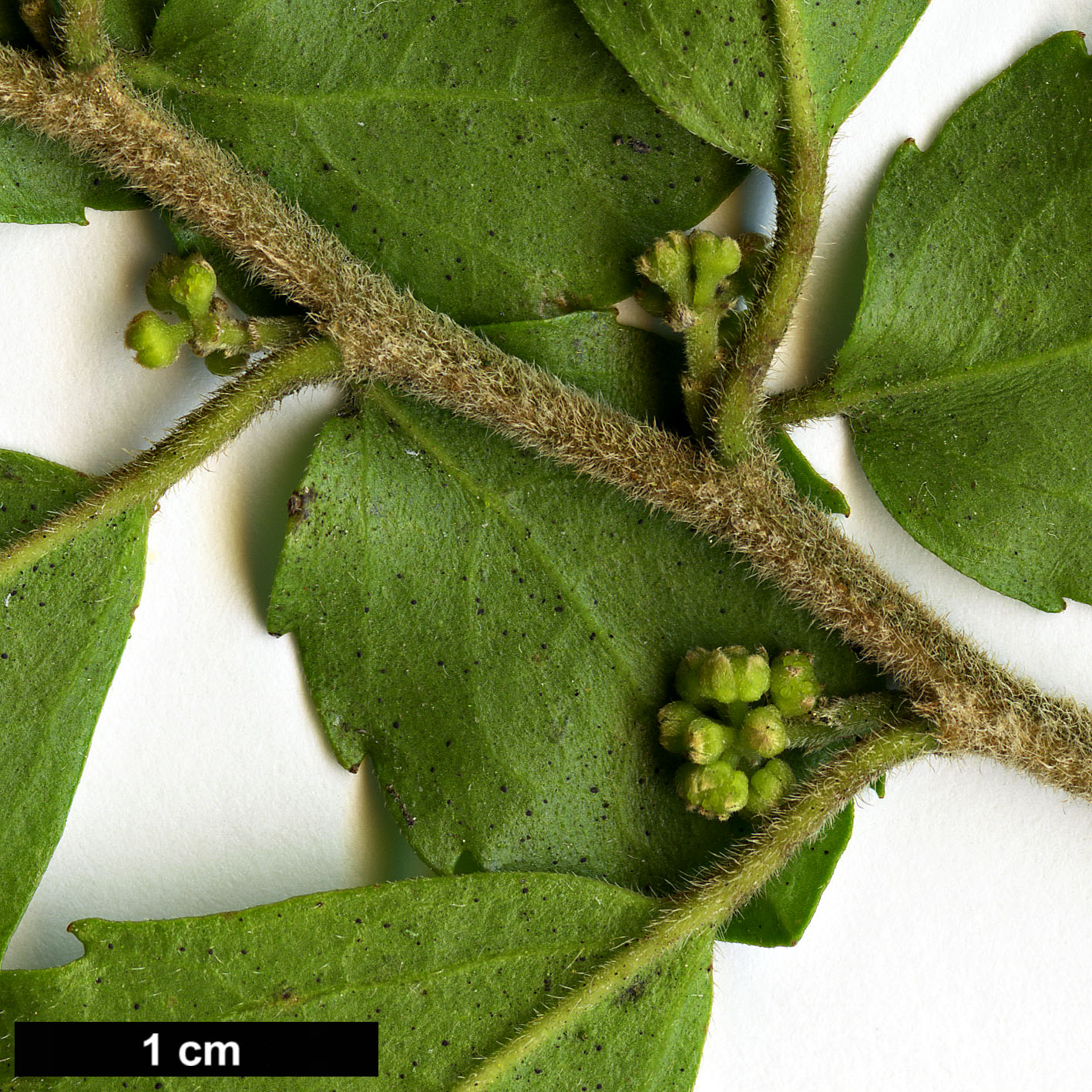 High resolution image: Family: Salicaceae - Genus: Azara - Taxon: serrata - SpeciesSub: 'Maurice Mason'